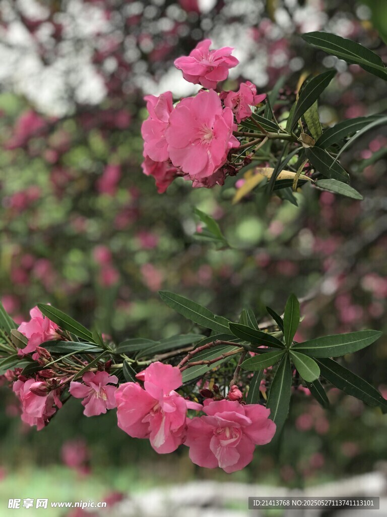 娇艳粉色花卉枝头绽放