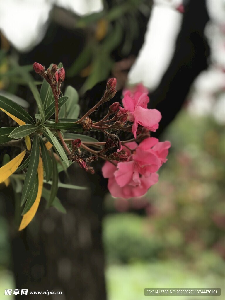 娇艳夹竹桃绽放枝头