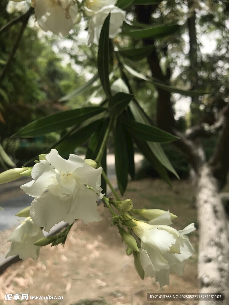 夹竹桃花