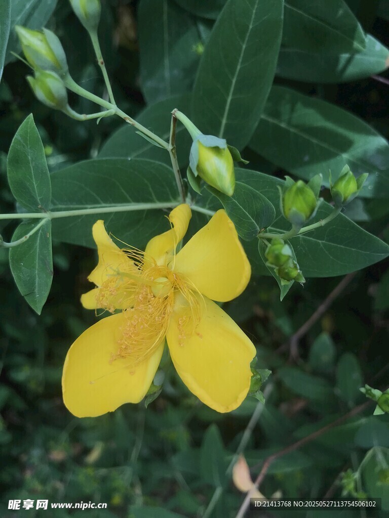 黄色小花绽放枝头