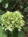 翠绿绣球花绽放