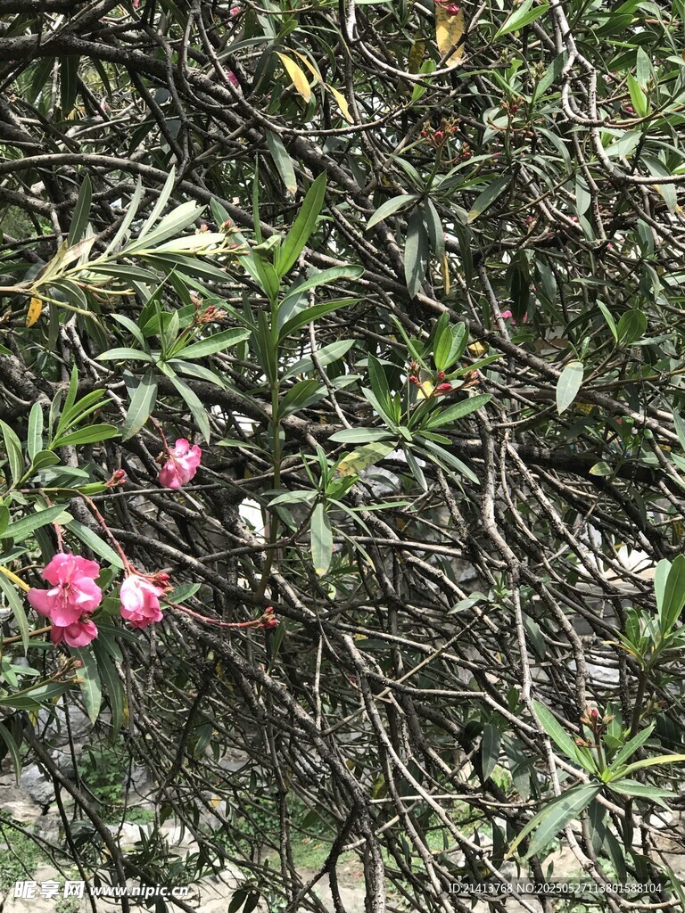 枝头绽放的娇艳粉色花朵