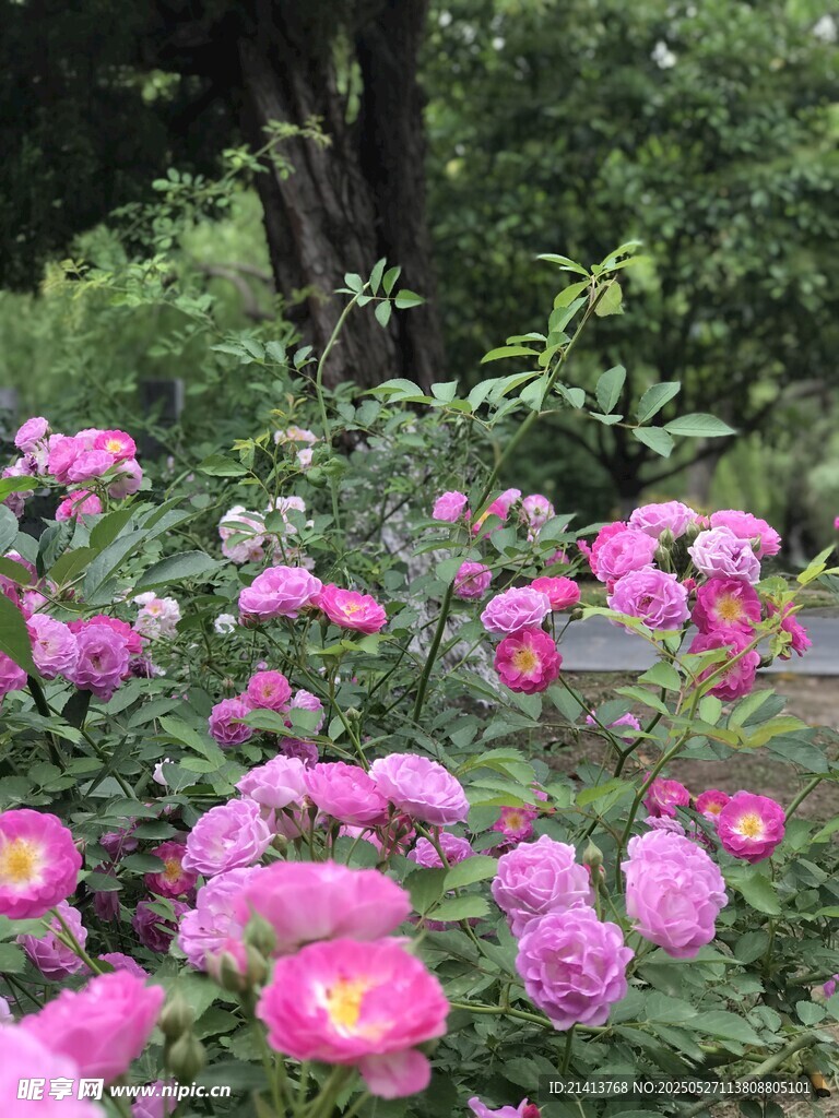 蔷薇花丛