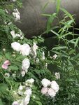 墙边绽放的粉色蔷薇花