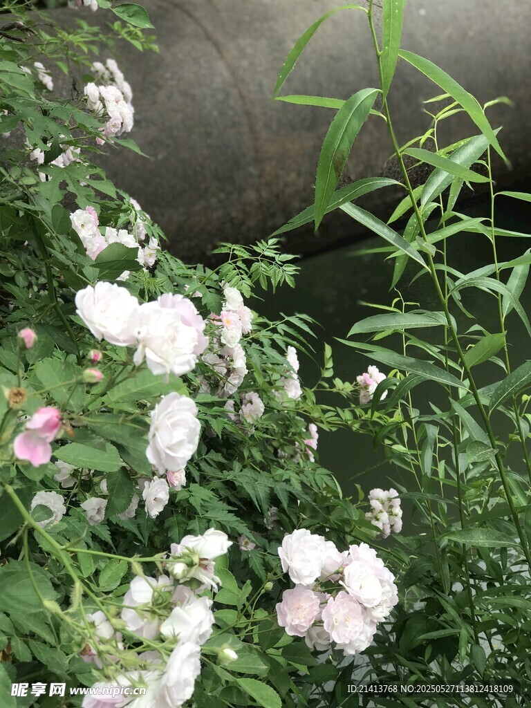 墙边绽放的粉色蔷薇花