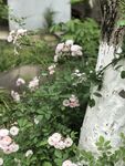 白桦旁绽放的粉嫩蔷薇