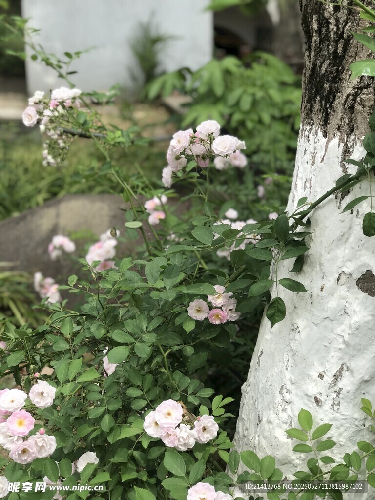 白桦旁绽放的粉嫩蔷薇