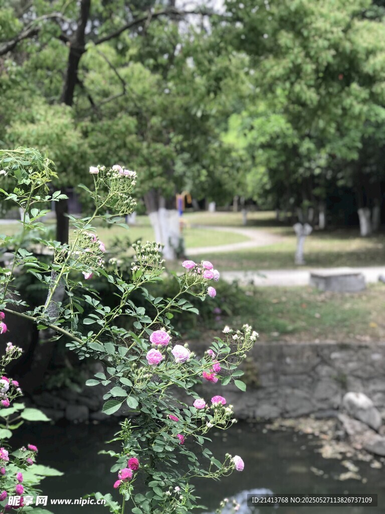 蔷薇花丛