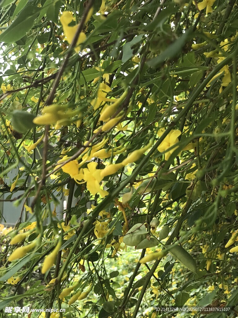 迎春花