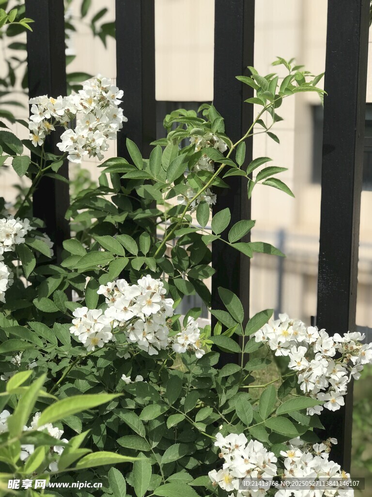栅栏旁绽放的白色小花