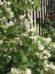 繁茂白花绿植景观