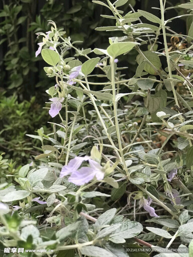 紫色花朵植物特写