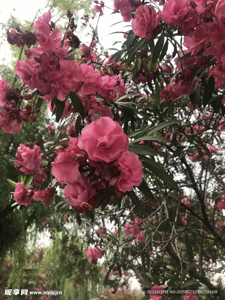 盛开的夹竹桃花