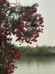 湖畔繁花绽放夹竹桃花