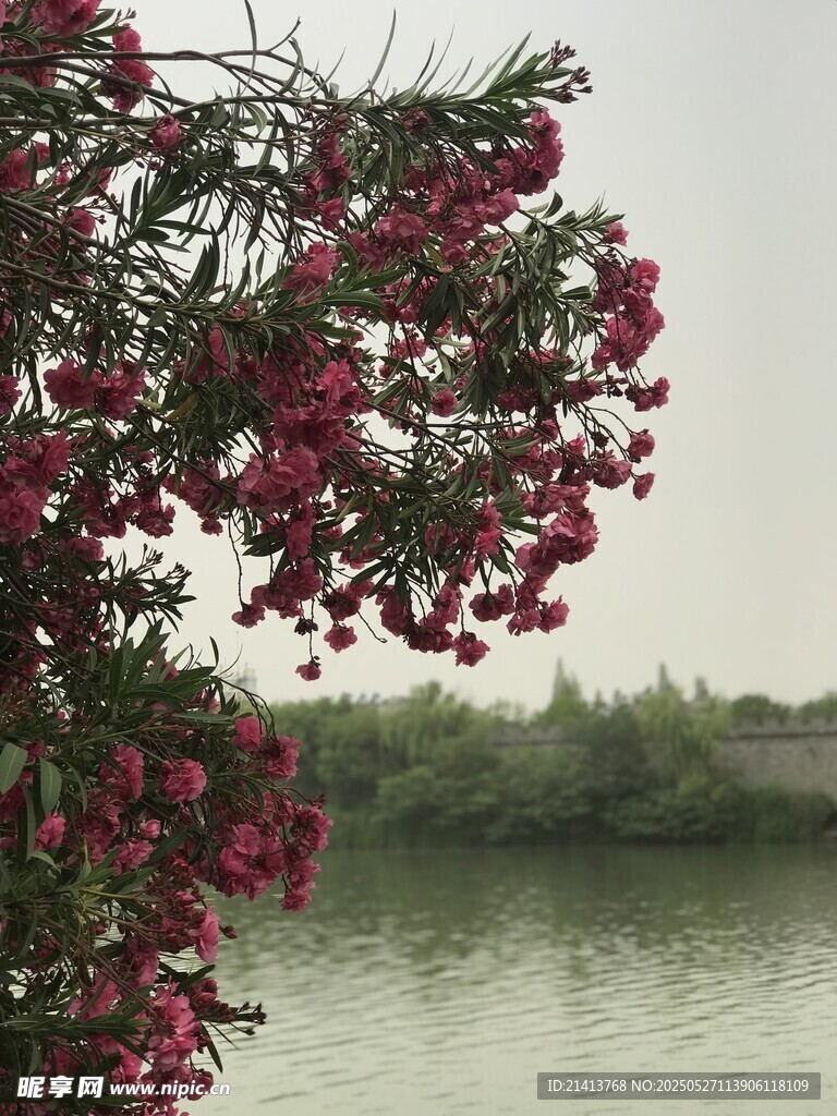 湖畔繁花绽放夹竹桃花