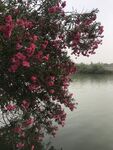 湖畔夹竹桃花