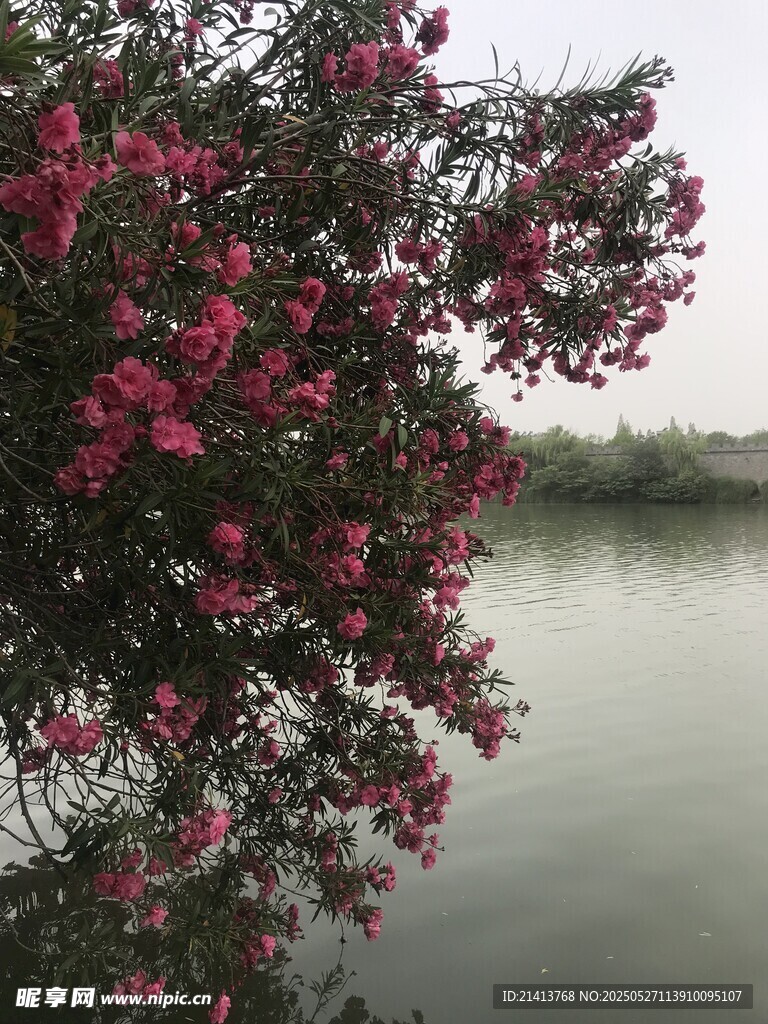 湖畔夹竹桃花