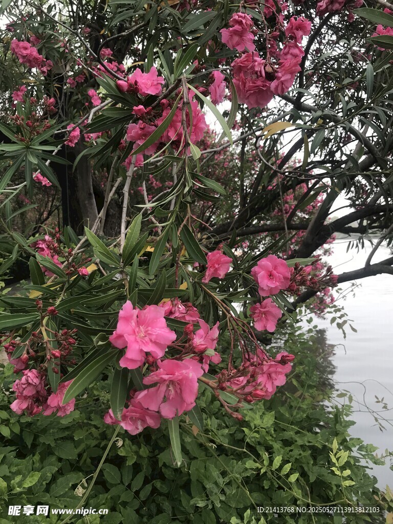 娇艳夹竹桃绽放于枝头