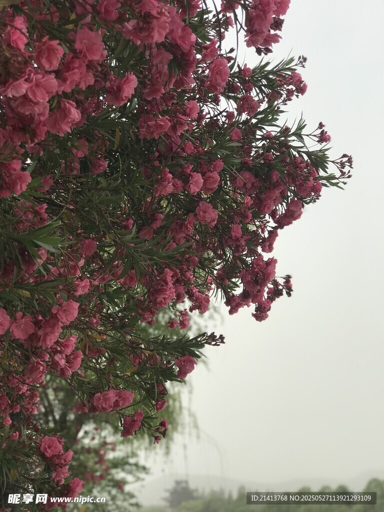 繁花满树的夹竹桃花
