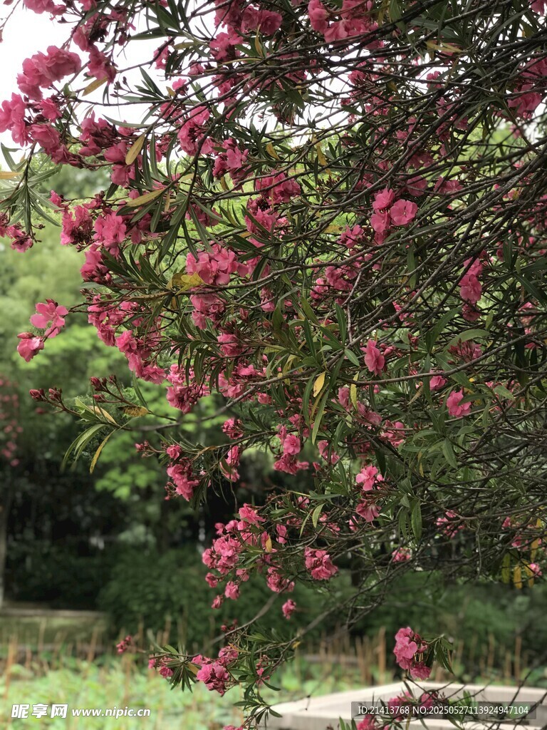 繁花满树的夹竹桃花