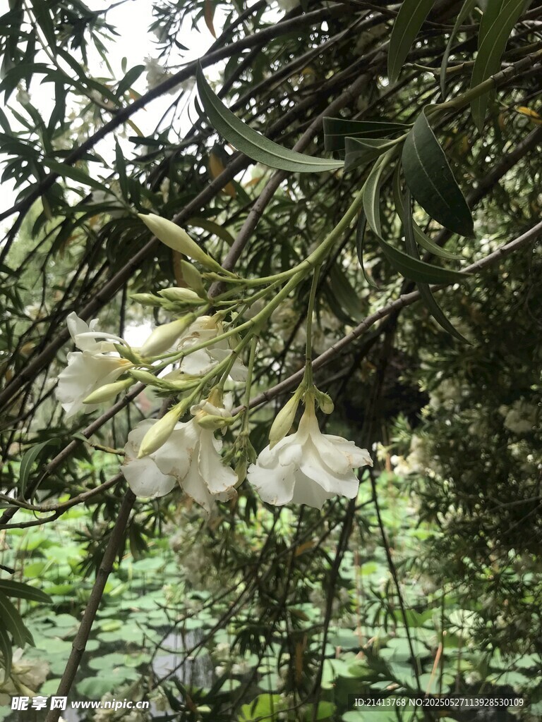 林间绽放夹竹桃花