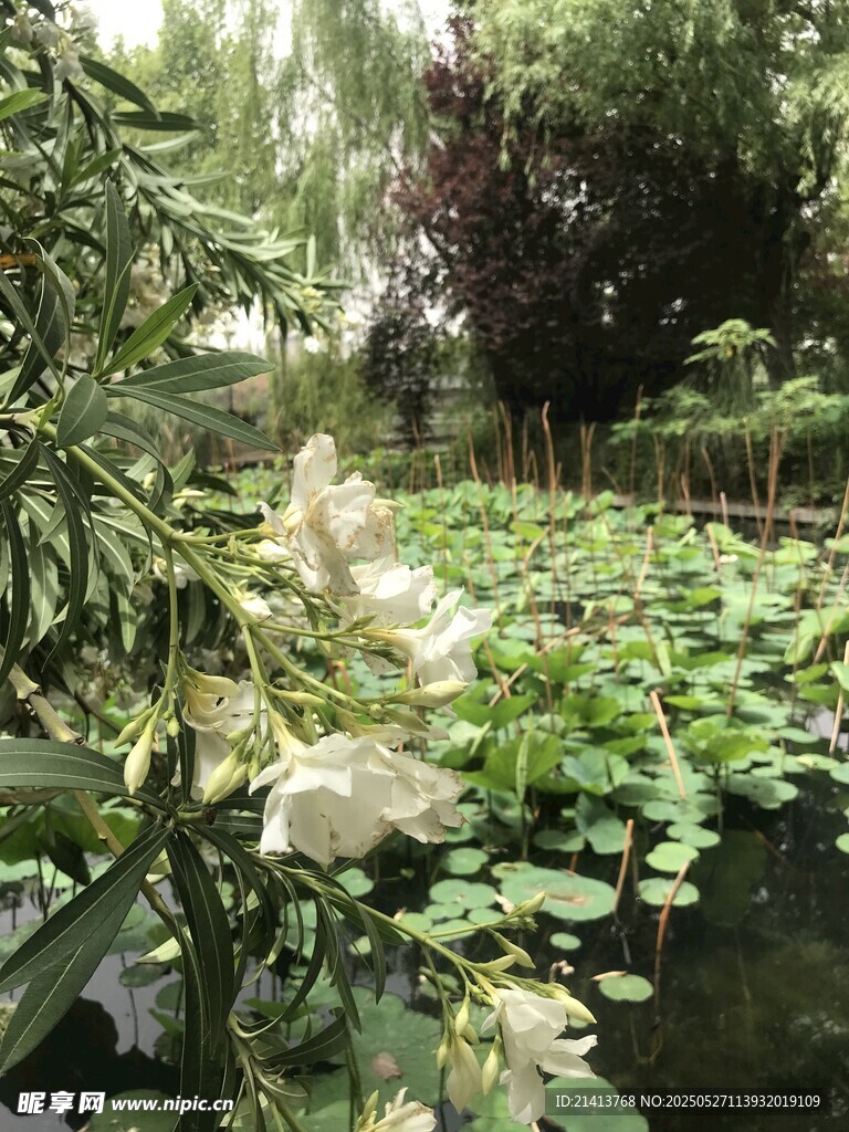 荷塘绿意盎然的自然景致
