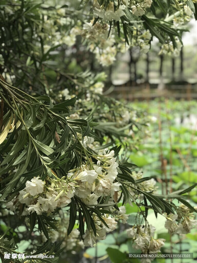 夹竹桃花