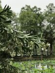 枝头白花与绿意景致