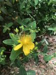 黄色小花绽放于绿叶间