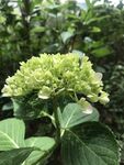 清新绣球花绽放绿意间