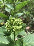 绿色植物的簇状小花