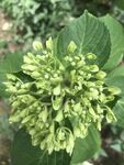 嫩绿绣球花簇