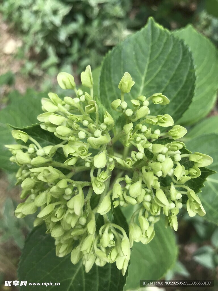嫩绿绣球花簇