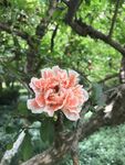 石榴花