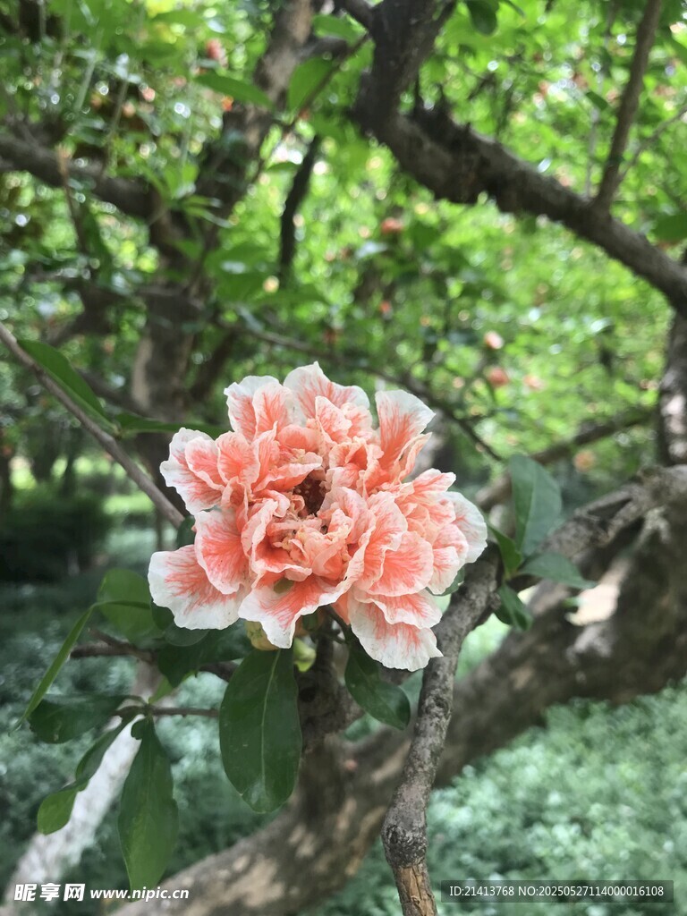 石榴花