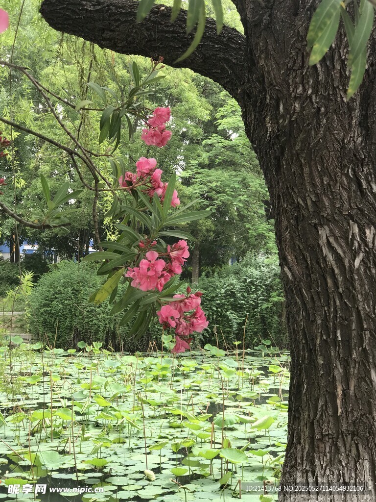 树下荷花旁的艳丽花朵