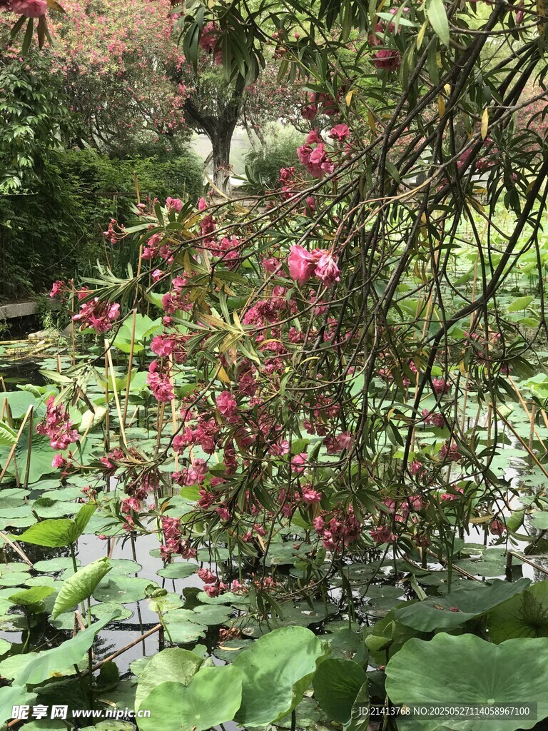 花丛绿叶间的自然景致