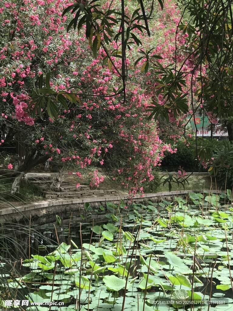 湖畔繁花伴荷叶美景