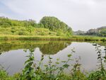 宁静湖畔绿植环绕美景