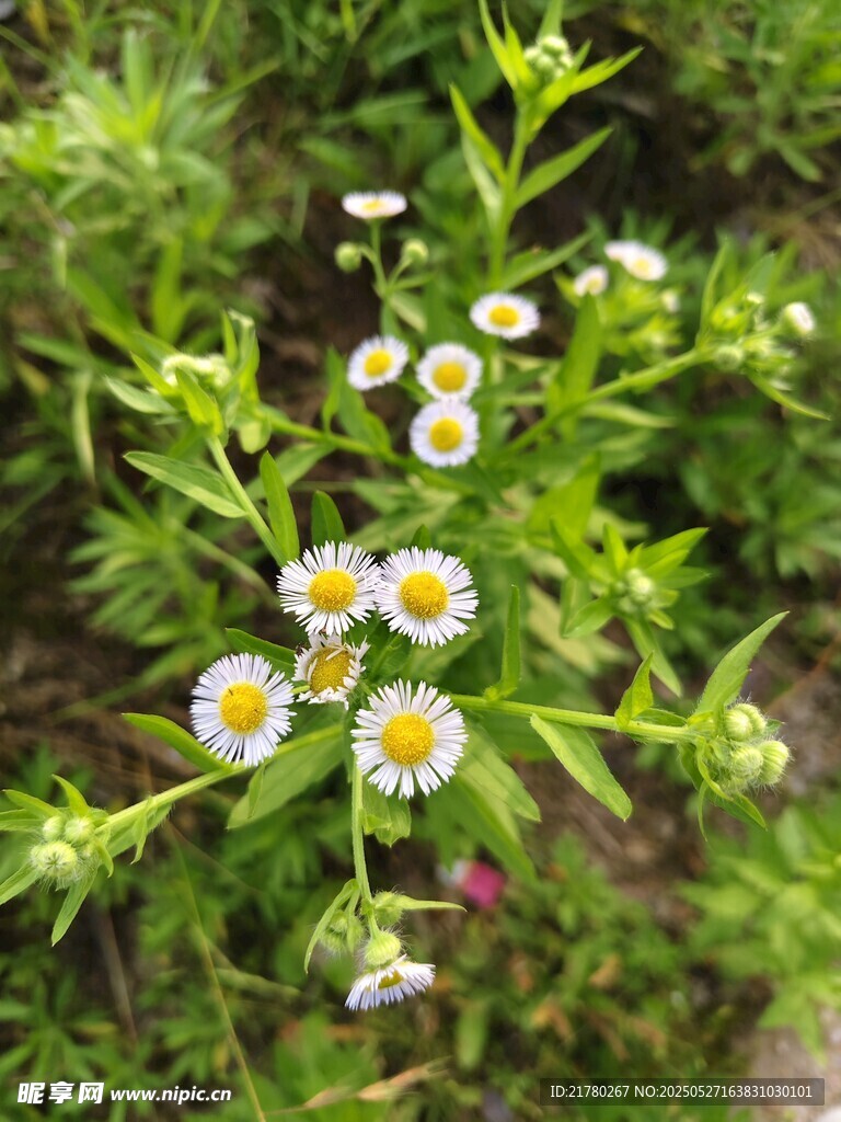 清新小雏菊绽放绿意间