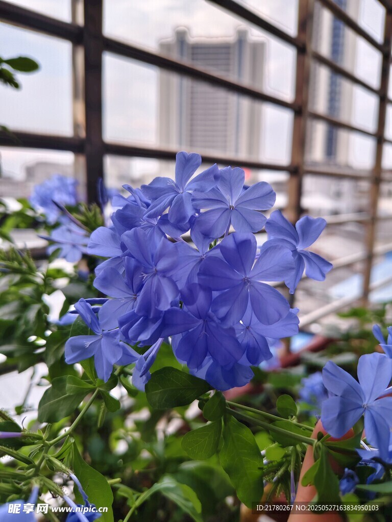 窗前绽放的蓝雪花