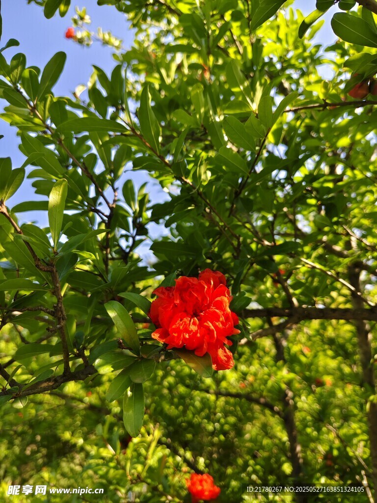 枝头红石榴绽放绿叶间