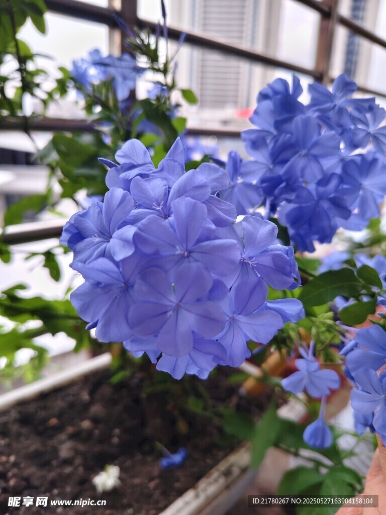 蓝雪花
