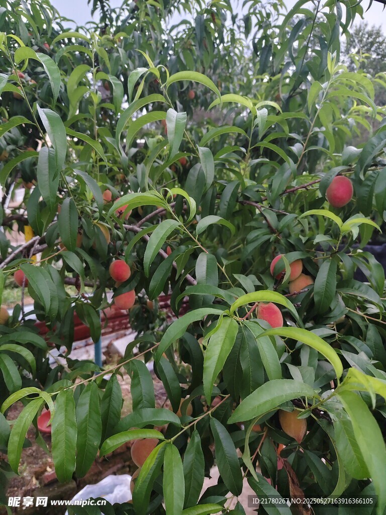 果园里硕果累累的桃树