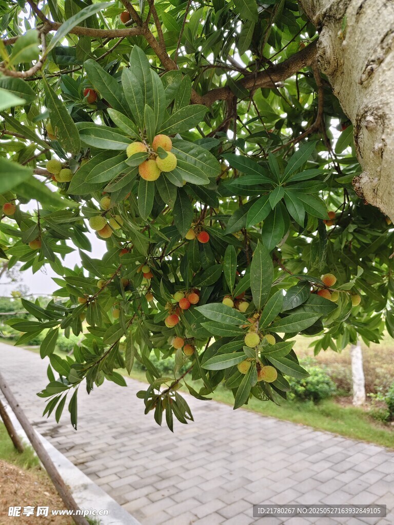 路边枝头的多彩果实
