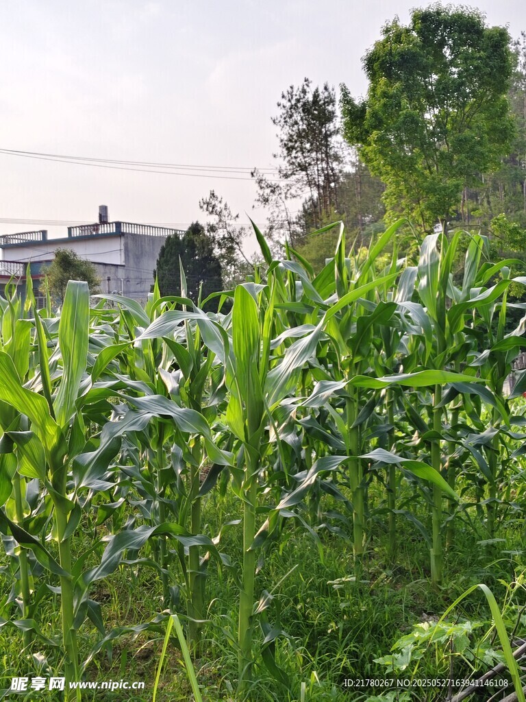 田野中的茂盛玉米植株