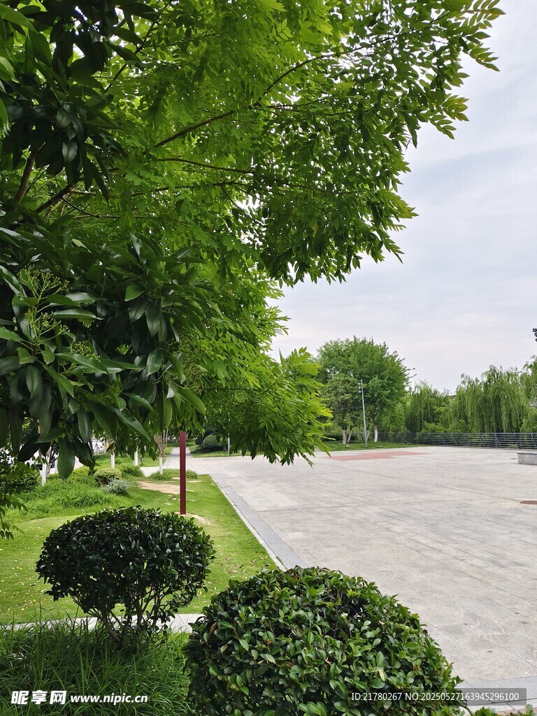 公园绿植
