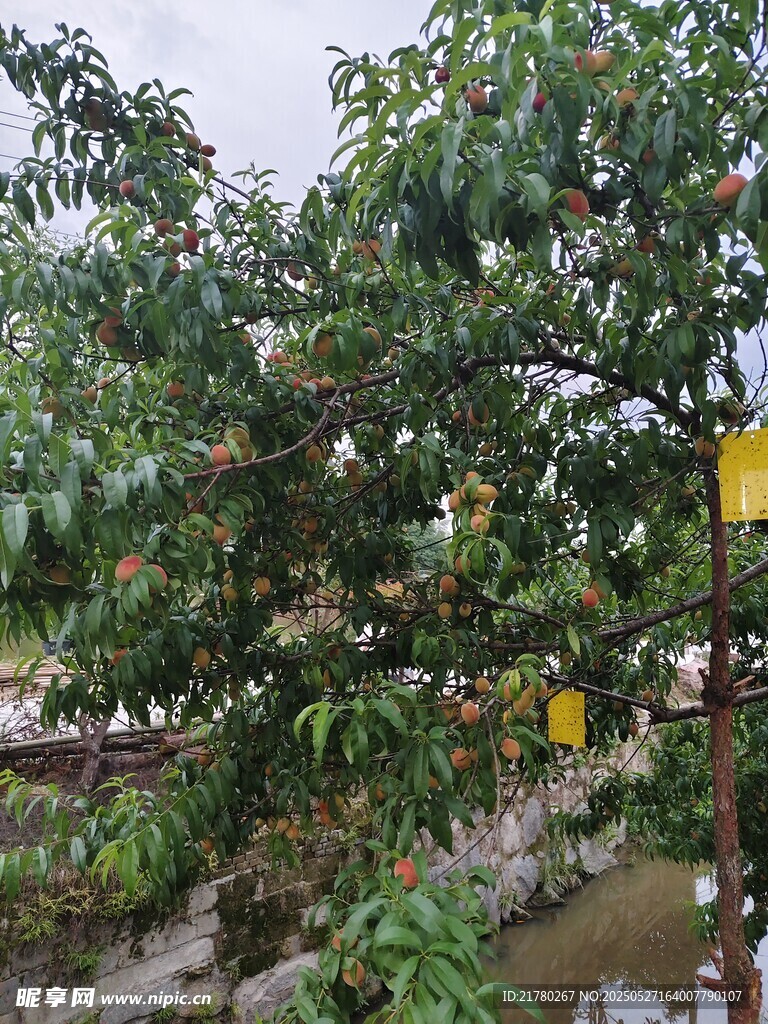 满树桃子