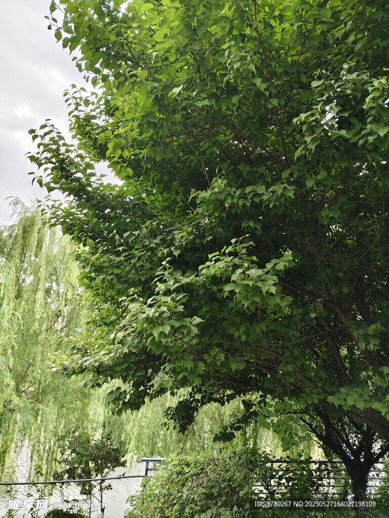 夏日葱郁绿树风景图