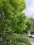清新绿树绿叶
